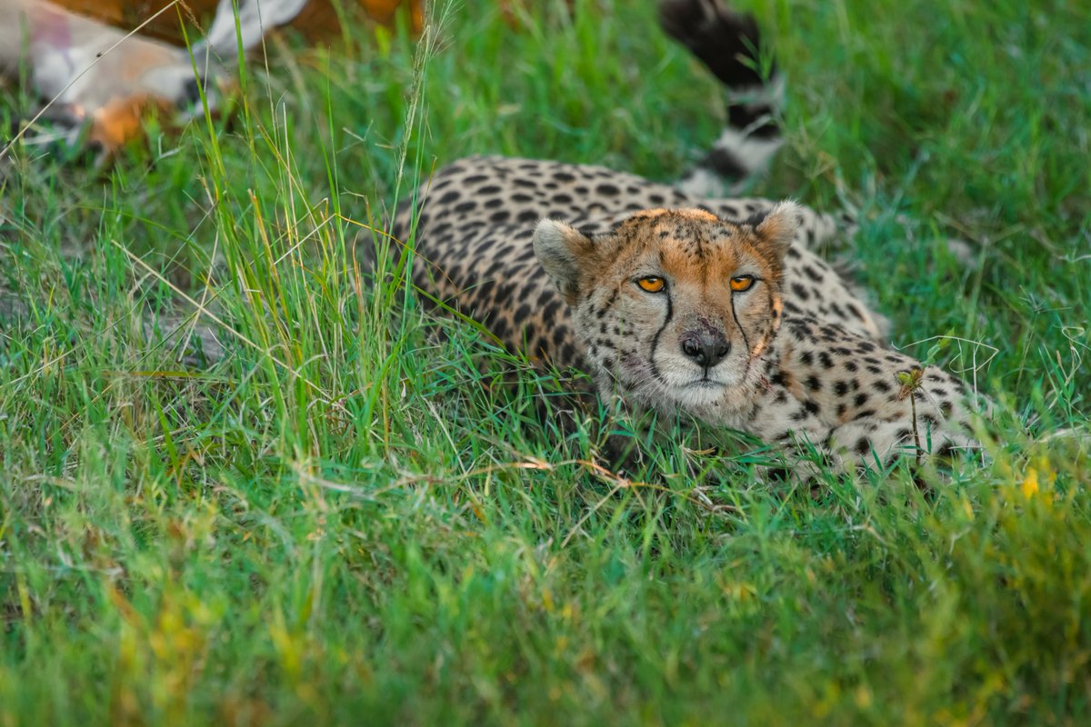 Kisaru the great mom. We will never see you again. Keep walking the heaven my girl
🐆 Masai Mara | Kenya
#kisaru #kenya #coloursofafrica #masaimara #bbcwildlife #maasaimara #animalpolis #cheetah #cheetahs #bownaankamal #jawsafarica #bigcatsofafrica #cheetahsofmasaimara #bigfive…