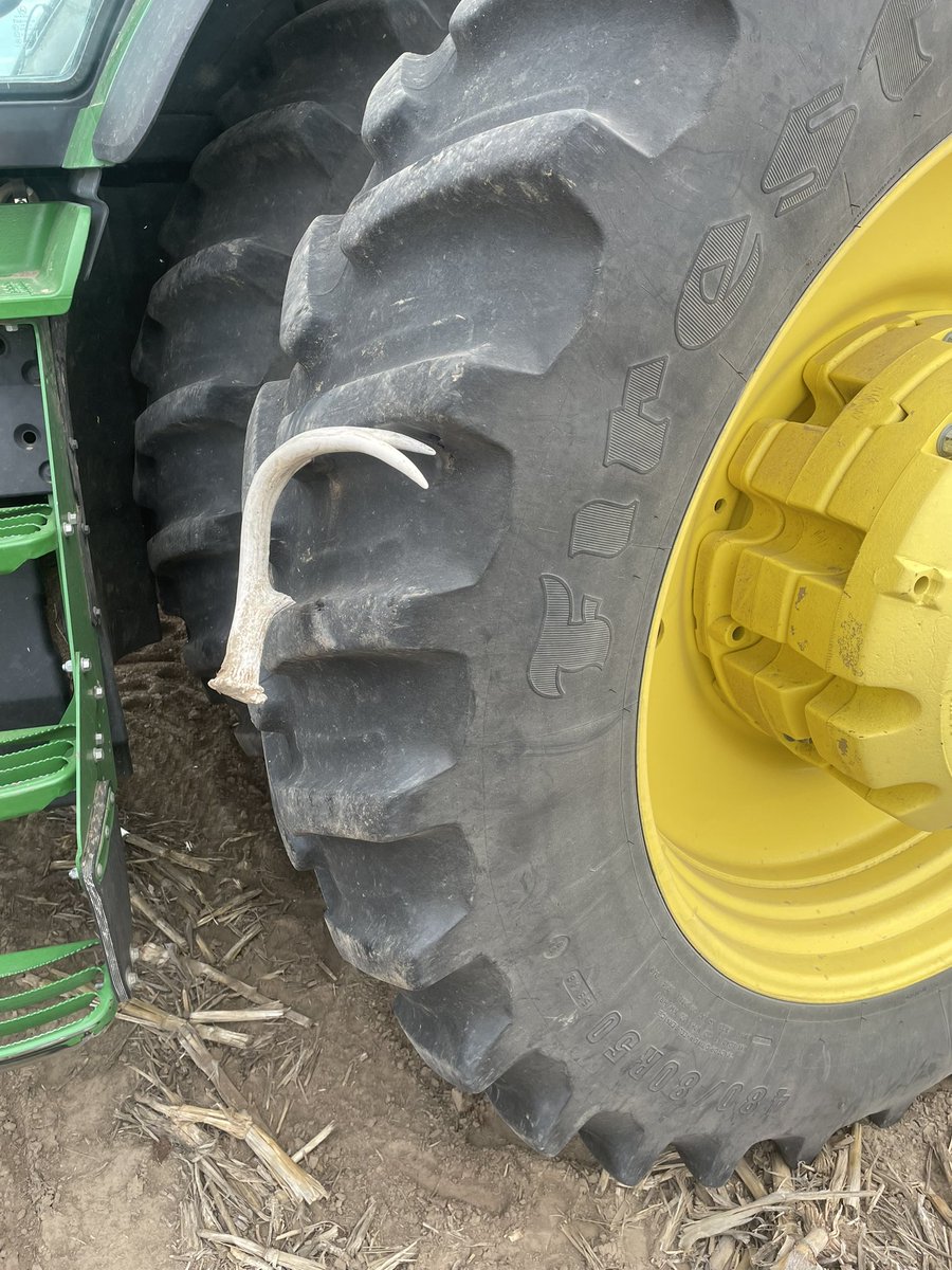 CMangers1's tweet photo. Out here trying to beat the rain getting some G10L16-V in the ground!  We even found a deer shed, just not the normal way!  The grower cut it off and back at it!! @GldnHarvest #goldenharvest #deershedhunting #planting2024 https://t.co/BzuGMJuJuh