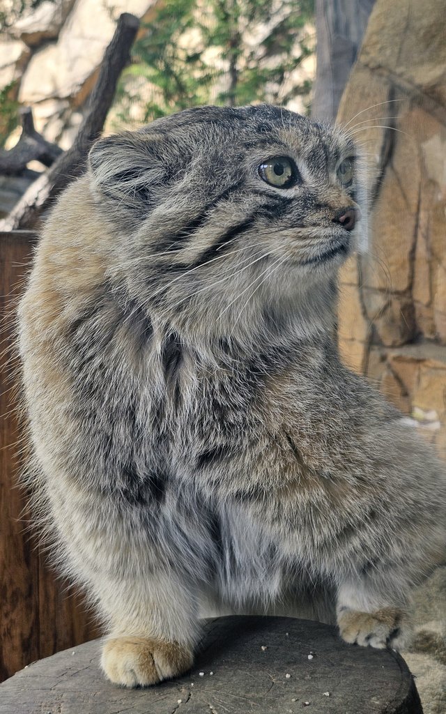 レフくん

📱2024.04.27(土) 
#マヌルネコ #レフ♂
#マヌルネコのうた #manul
#pallascat #pallasscat
#那須どうぶつ王国
#nasuanimalkingdom