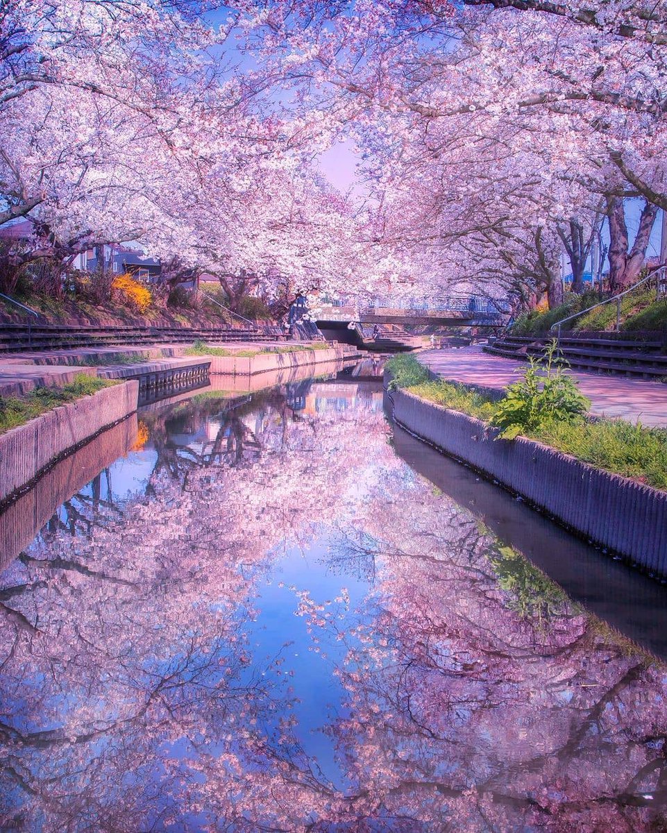 Cherry blossoms in Japan 🇯🇵