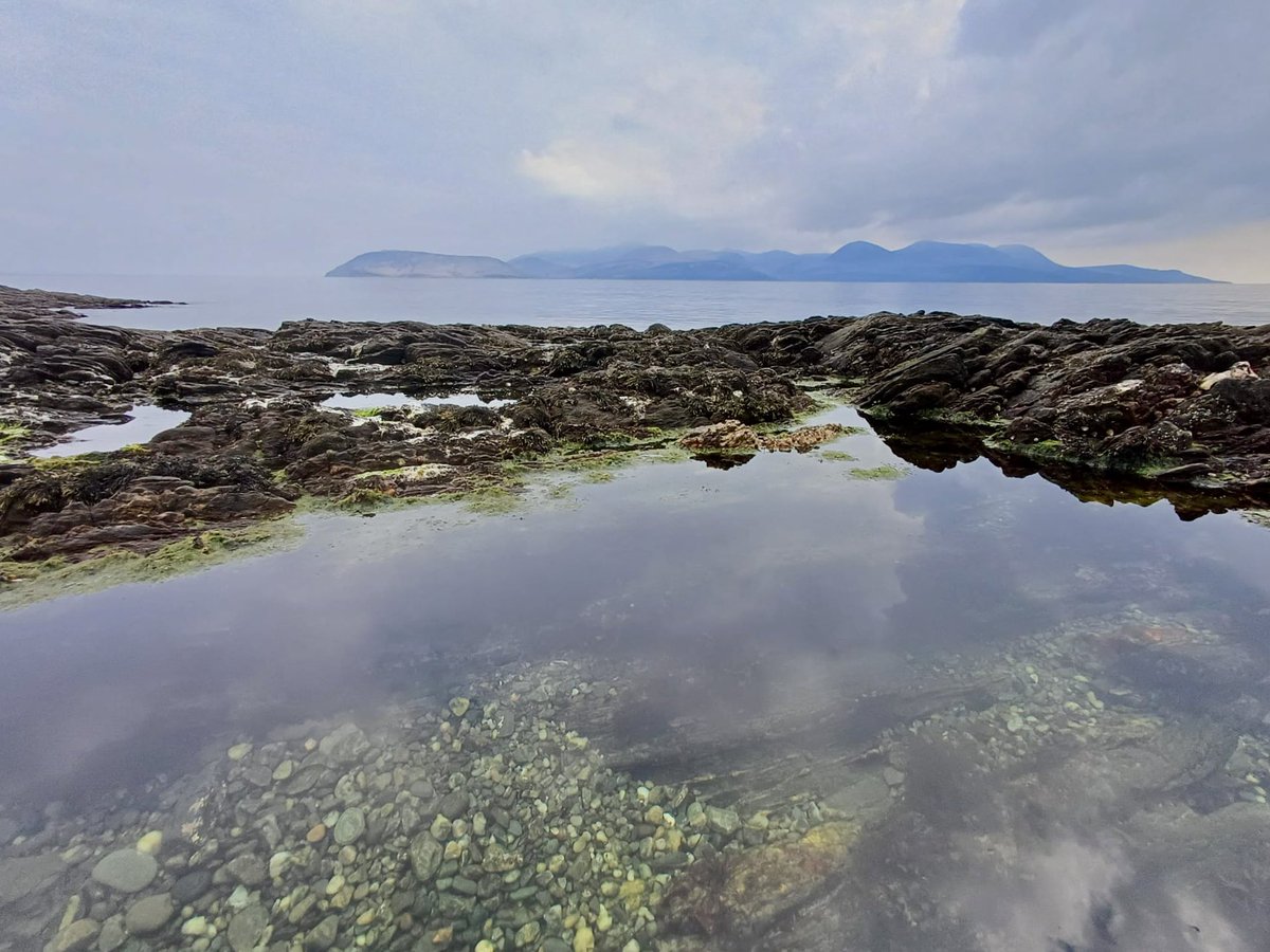 Me and Dad did 10 miles of the Kintyre Way from Tarbert to Skipness today, where we saw tree pipit, ringed plover, male hen harrier and a grand total of 5 cuckoos! All with great views of Arran and the rest of the Kintyre Peninsula. Top day 👌🏼