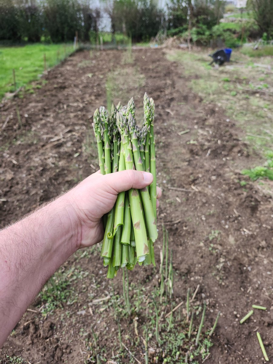 First harvest of asparagus.  😋
#growyourownfood #gardening