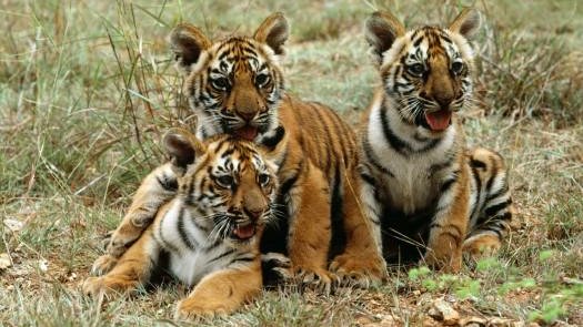 Tiger populations are increasing in Bhutan, India, and Nepal. Discover how @UNDP and partners are not only safeguarding tigers but also fostering human-tiger coexistence and conserving biodiversity. go.undp.org/ZkC