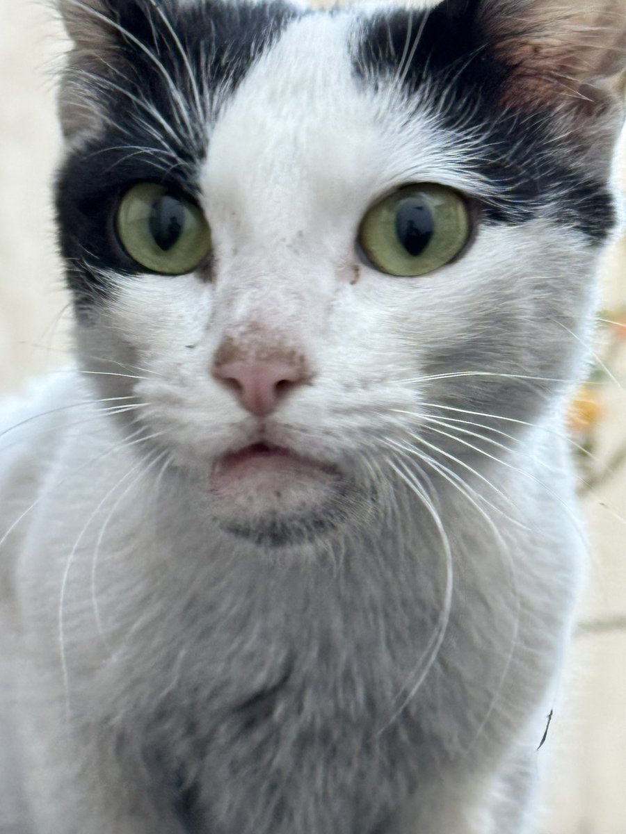 Buenos días muchachos

Encontré esta gatita abandonada en Ciudad de Mendoza…. 
Es muy cariñosa y está bien de salud. 

Si alguien la quiere adoptar se puede contactar conmigo…  

Aunque se me parte el alma, yo no me puedo hacer cargo… 

Les agradezco difusión 🙏🏻
