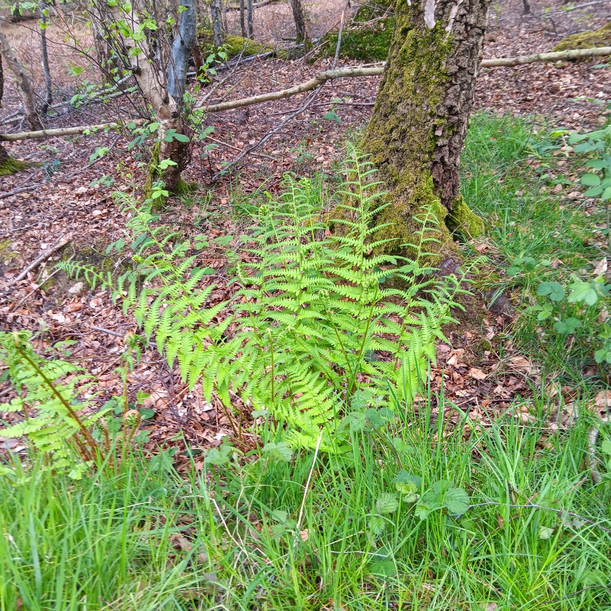 Ferns in different forms, have been growing on Earth for hundreds of millions of years and can still be found in @EppingForest today. Standing proud amongst the Forest’s myriad of greens, are the male ferns, which will eventually grow into the shape of large shuttlecocks.