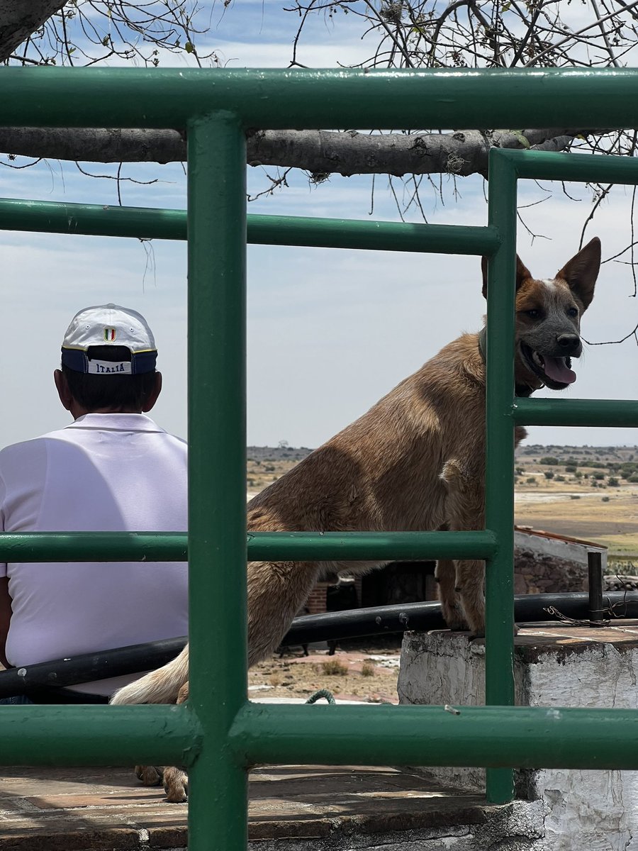 Hoy en mi lugar mágico 🤍 <a href="/GLaMuralla/">Ganadería La Muralla</a>