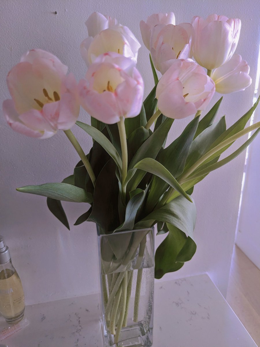 dorisyincpa's tweet photo. Dear Global Pioneers,

I hope you're all doing well and wanted to wish you a Happy Labor Day! 💕💕💕

In order to express my grateful to our GCV community hard work and dedication, I have purchased pink tulips for our GCV community. These tulips represent the blooming victory flowers that symbolize our success as a community.

I hope that everyone is enjoying your time before the Open Mainnet! I also want to remind you to notify your community to pay attention to all of your social media accounts around 15 minutes before 9 am EST/1 pm GMT on May 5th. There will be a link to watch the live YouTube and Facebook stream from the Zoom Conference.

I will be giving a speech at the beginning and end of the conference, so be sure to tune in!

Best regards,

Doris Yin🪷🪷🪷
