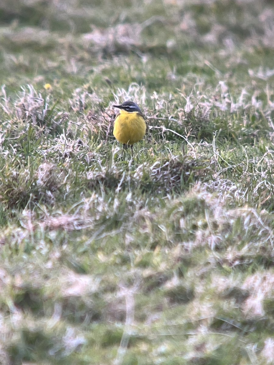 A bright Blue-headed Wagtail was found today at Sennen, Cornwall. It’s my first flava for the year. Not for trying either. They have been really tricky to connect with. A nice find for Raoul Humphreys as well. @raoulhumph #Ukbirding