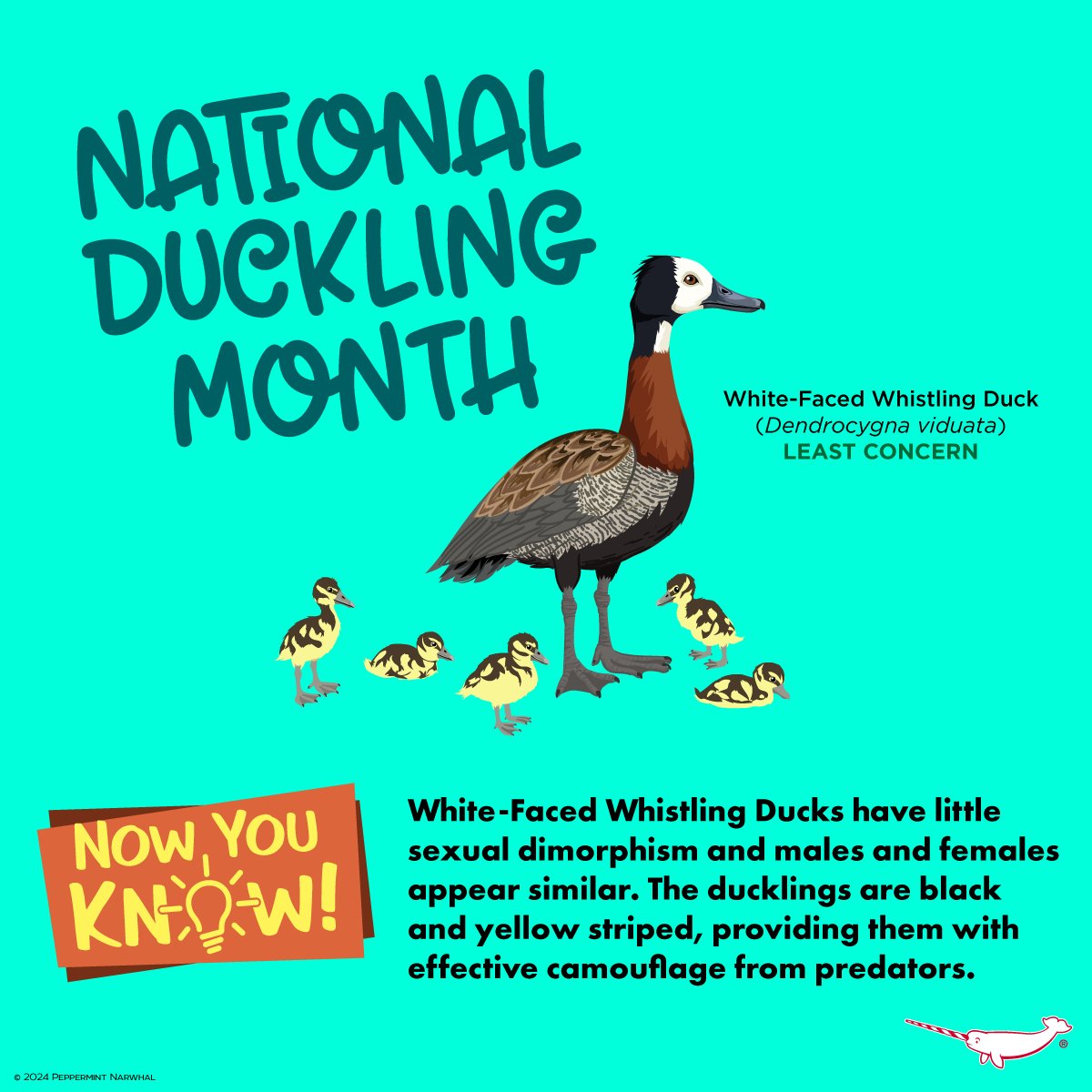 #NationalDucklingMonth 
#NowYouKnow #WhiterFacedWhistlingDuck

#Waterbird Merch:
peppermintnarwhal.com/s/search?q=swa…

...More cool animal merchandise
Shop #PeppermintNarwhal: peppermintnarwhal.com

Int'l Shoppers visit our store on Etsy: 
etsy.com/shop/Peppermin…