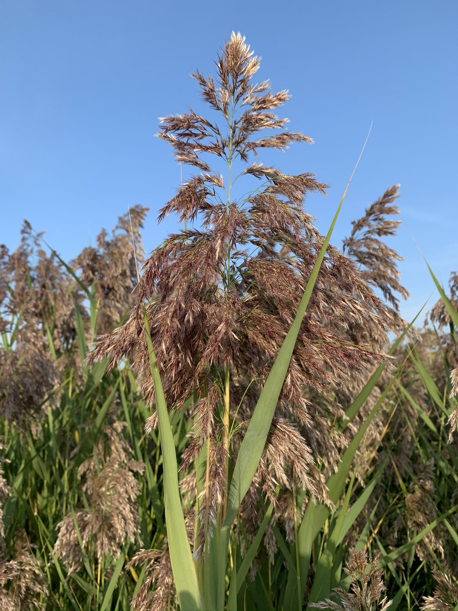 Still time to register for our May webinar from @AISresearchMN's Phragmites team -- Tall Tales: Stories of Progress in Invasive Phragmites Management in Minnesota. Register here: umn.zoom.us/webinar/regist…