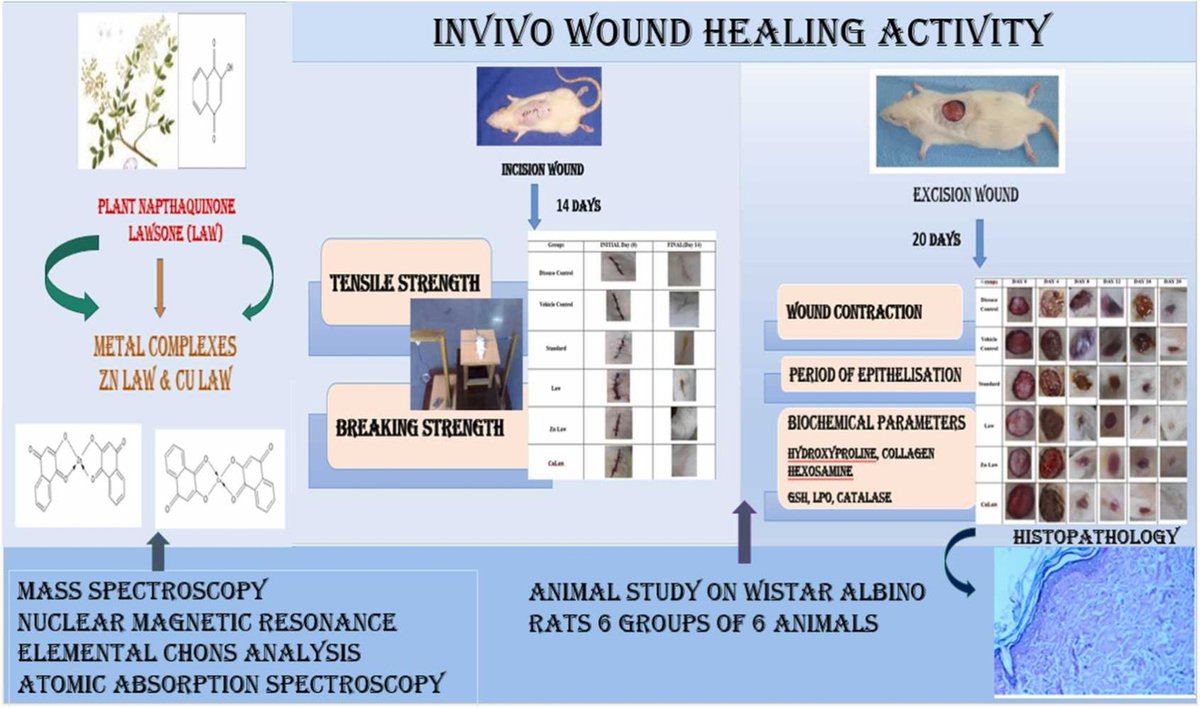 Lawsonia innermis and its zinc and copper complexes exhibited good potential in healing both incision and excision wounds: authors.elsevier.com/a/1ivRlAUp3caC…. Free access until 31/May/24.
#Lawsoniainnermis #wound #PharmacolRes #NaturalProducts #Research #PharmaTwitter #MedTwitter