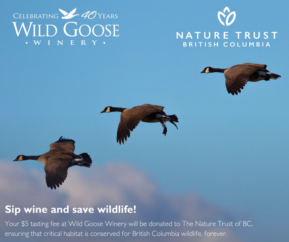 Sip wine and save wildlife 🍇🦆🌿 When you visit @wildgoosewines, your $5 tasting fee will be donated to The Nature Trust of BC, ensuring that that critical habitat is conserved for B.C. wildlife, forever. Visit their tasting room in Okanagan Falls: bit.ly/3UmAkij