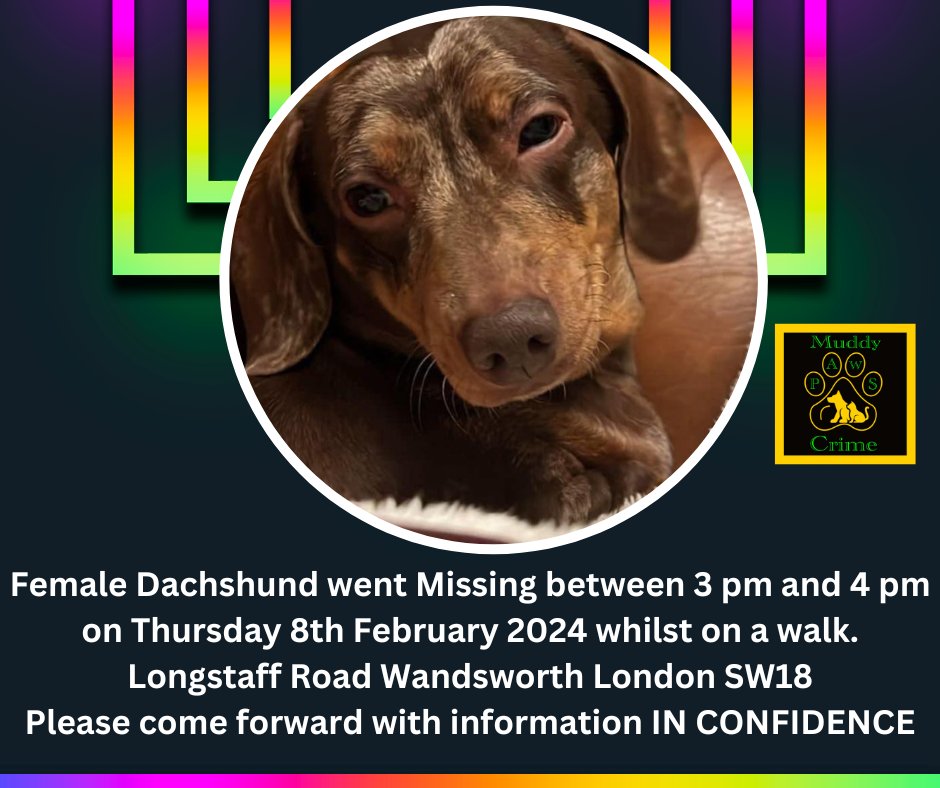 We are so sad that no information is coming forward .
Can you share to help find this darling girl ?? Pls see Facebook Group MISSING/STOLEN FEMALE DACHSHUND 8/2/24 LONGSTAFF RD WANDSWORTH LONDON SW18 
@JacquelineSaid @MissingPetsGB