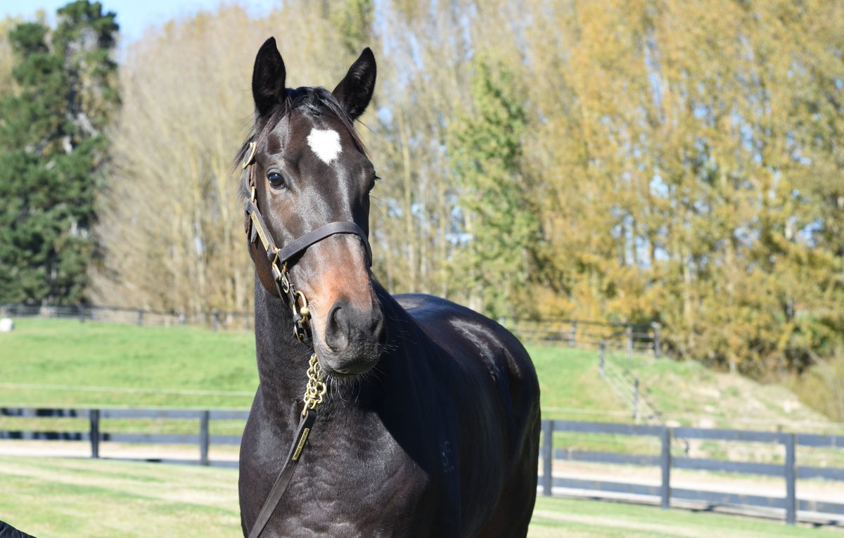 Rich Hill has a stallion mix most studs would give their right arm for - I'm just happy to have a 2YO filly by Ace High. We call her Lolla & her racing name is 'Loveofmylife'. Big filly and is being managed accordingly. Pic at Woburn Farm on Monday. challengeracehorsesyndications.com