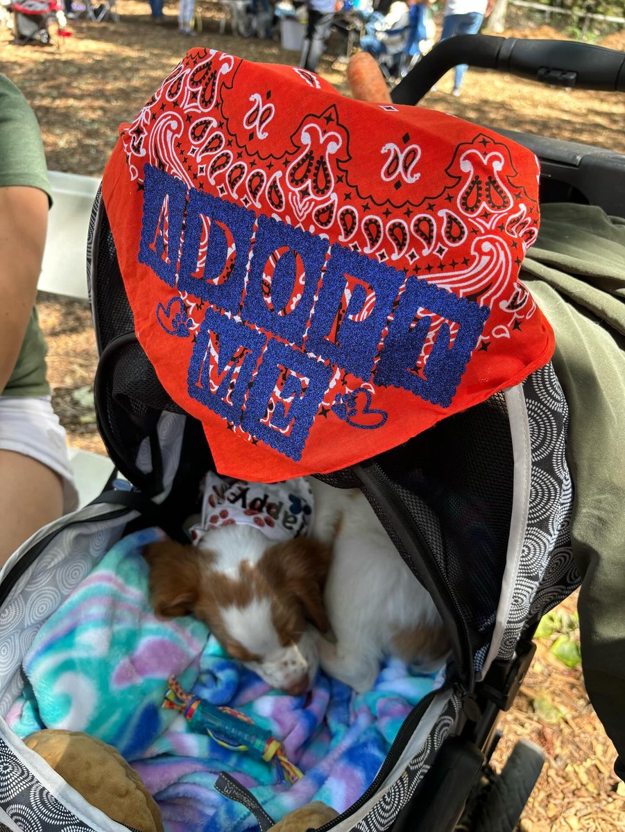 🌞The ABR picnic in California was this past Saturday! It looks like everyone had a fun time! Here are some photos we received from a few attendees! Show us some photos below if you attended! #ABR #AmericanBrittanyRescue # picnic #rescue