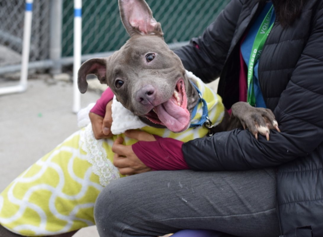 🐾3-y/o Diva came in a stray last month & earned best possible behavior rating. Wiggly, spayed, enthusiastic, excitable. Friendly w/ strangers, looking to be a solo pet. Loves treats. Available to foster or adopt. Needs an offer by *5/02* *video below* nycacc.app/#/browse/194970