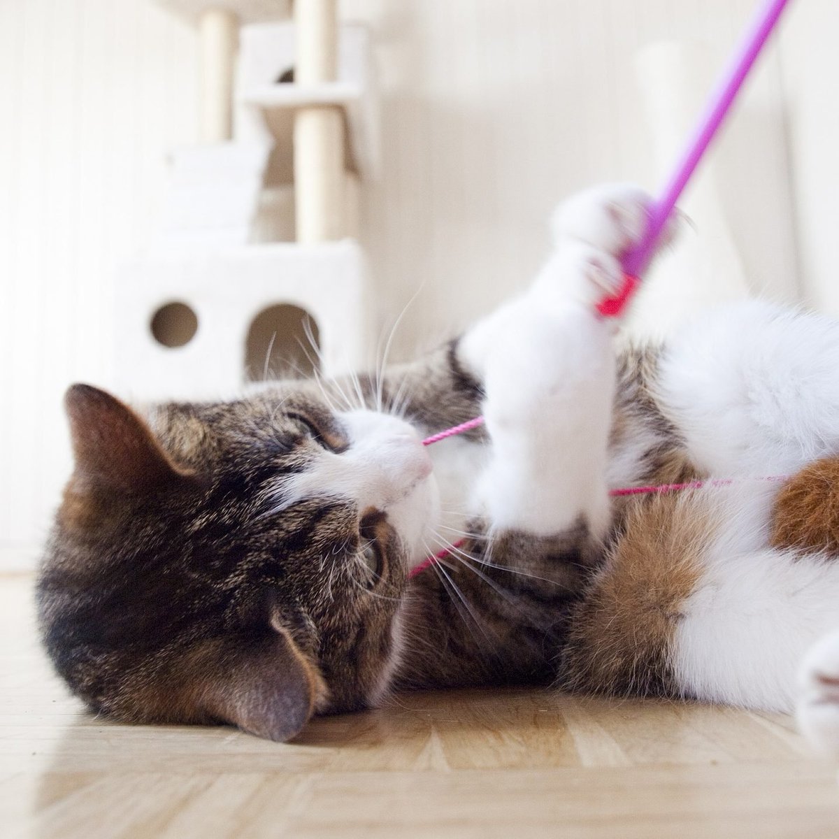 Unleash the joy and laughter as we play and bond with our beloved pets! 🐾💫 Every moment shared is a treasure worth cherishing. 

#PlaytimeWithPets #BondingWithFurBabies #PetPlaytime #FurryFriends #JoyfulMoments #PetsAreFamily #PlayfulCompanions #CherishedMemories