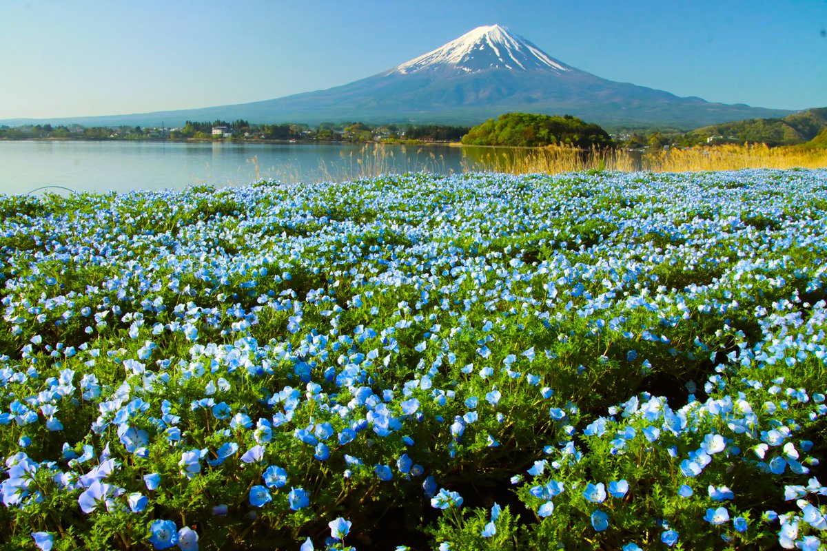 湖畔のネモフィラ
＃富士山