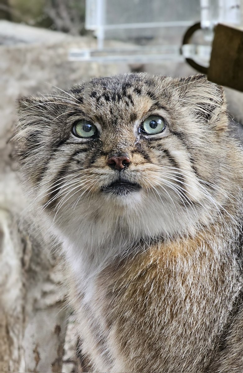 ボルくん

📱2024.04.30(火)
#マヌルネコ #ボル♂
#マヌルネコのうた #manul
#pallascat #pallasscat
#那須どうぶつ王国
#nasuanimalkingdom