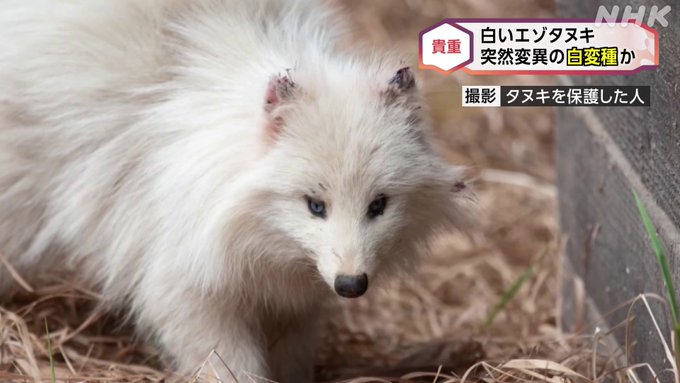 十勝で見つかった 全身の毛が真っ白なエゾタヌキ、 突然変異で色素が