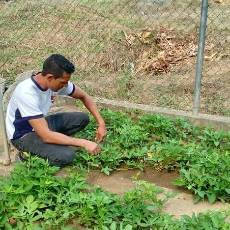 ¡‍ Aprendiendo en Tinaco! El profesor Andry Fernández se capacita con MinppauCojedes en la selección de semillas de batata. ¡Mejores cosechas para la huerta escolar! #AgriculturaUrbana #Cojedes ✊