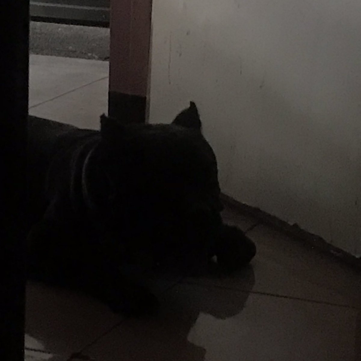 akala ko kung sino nakakaloka naman kayo #Mai #daichi #americanbully