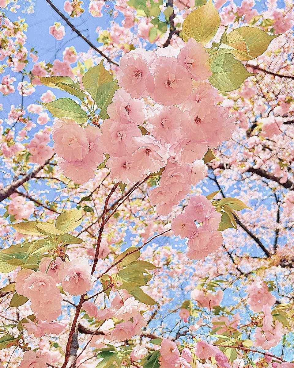 葉桜になってきた🌸
やっぱり八重桜がいちばん好き！
#八重桜　#写真好きな人と繋がりたい #写真撮ってる人と繫がりたい #キリトリセカイ #photography #カメラ女子　#ファインダー越しの私の世界