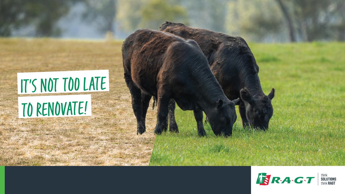 Thinking of renovating your pasture? RAGT have a great range of options for late sowing in our country's variable conditions. ragt.au/our-varieties/
#RAGTAU #agronomy #ThinkSolutions #thinkRAGT #pasture #farmingaustralia #argicultureaustralia #agricultureaustralia #argiculture