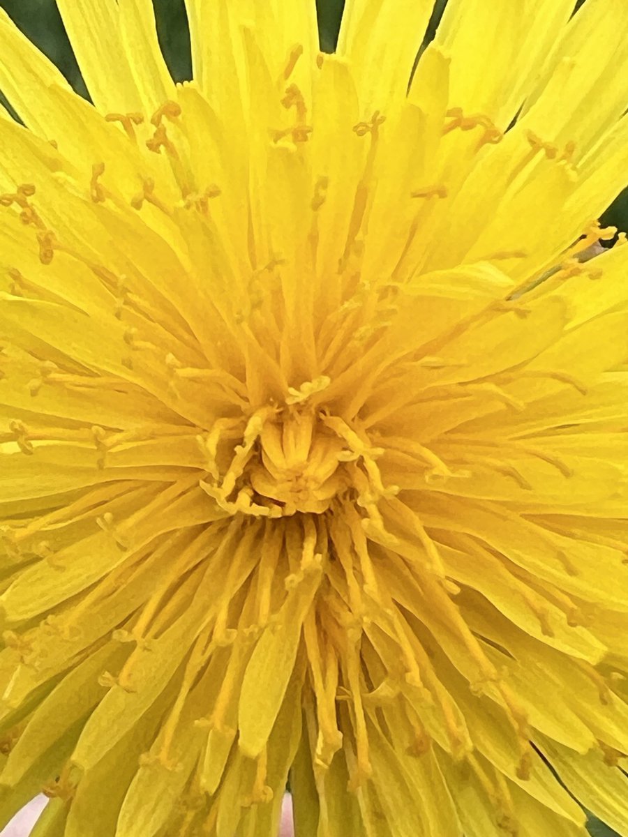 I need a few amazing models to be my dandelion color…….                                    No rush ladies, have fun thinking where you would like to do it.…to make it more amazing of course!              Only the best for all wonderful X women…🥂chow💋