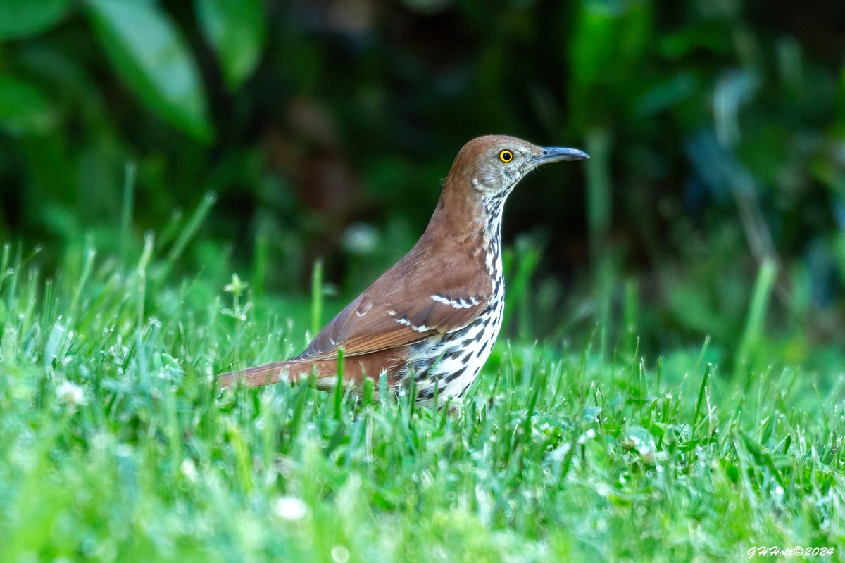 A Brown Thrasher on the back lawn in the late afternoon sunlight.
#brownthrasher #TwitterNatureCommunity