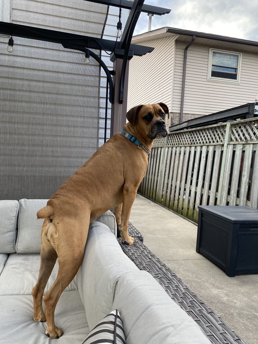 Outside furniture makes it easy to spy on the neighbours 🤣#boxerdog #dogsoftwitter #rottweiler #spring