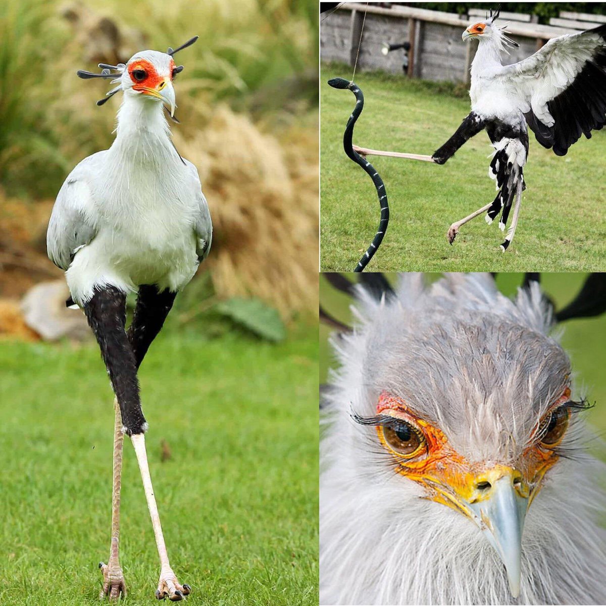 The secretary bird. I love an animal who looks like they were selected by Anna Wintour to co-chair next year’s MET Gala.