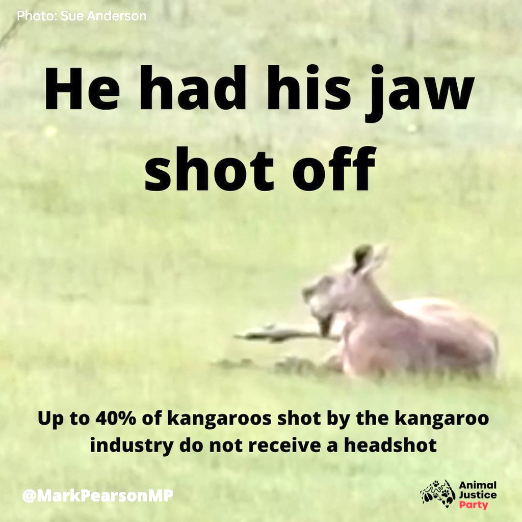 @ThomasRabe, at this point, FUCK YOU. Profiting from the heinous slaughter of Australia's wildlife. 

#BOYCOTTADIDAS
@ADIDAS #ADIDASKANGAROOMASSACRE #KANGAROOSARENOTSHOES
