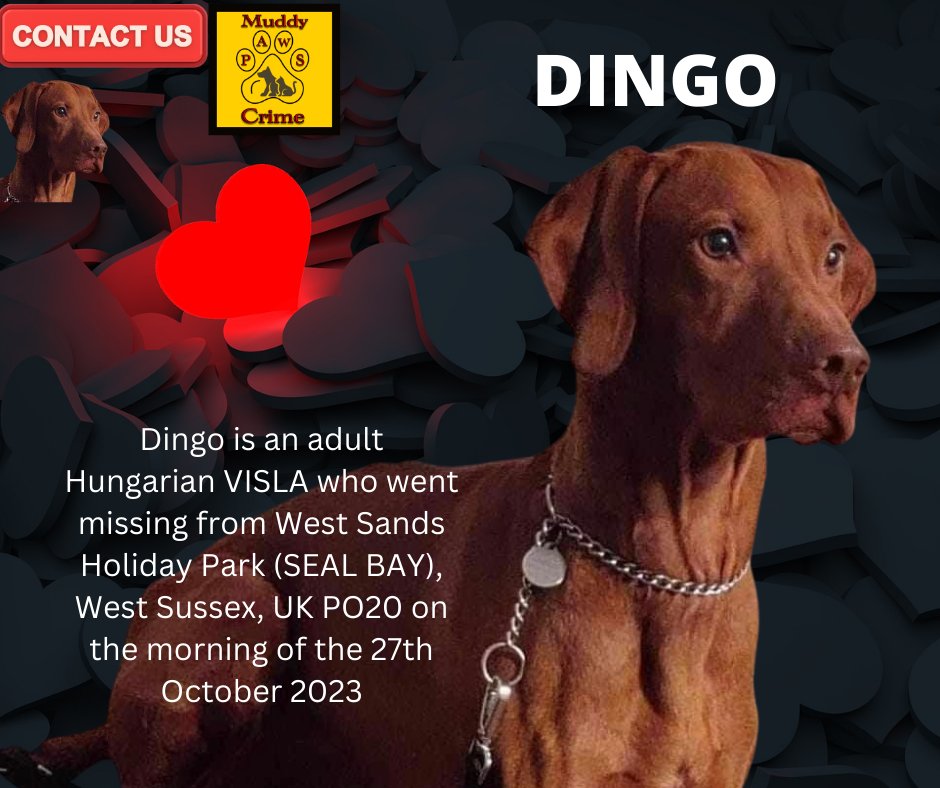 Please keep looking for & sharing for DINGO.
With the bank holiday weekend coming up please keep Dingo in mind whilst out & about. Dingos Facebook Group DINGO HUNGARIAN VISLA MISSING FROM SEAL BAY SELSEY, WEST SUSSEX PO20 
Any information pls contact MUDDYPAWSCRIME ON FACEBOOK