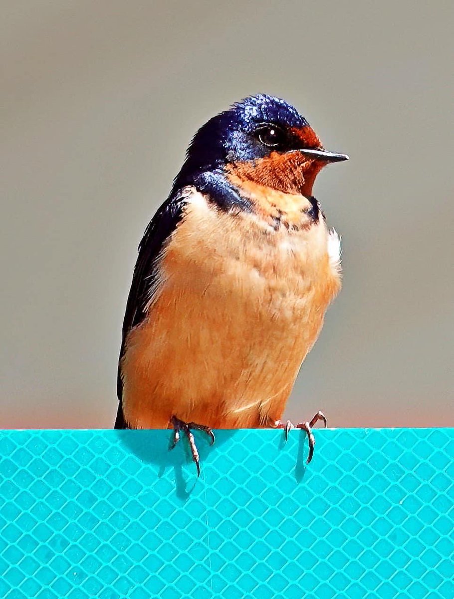 May 1st … Barn Swallow