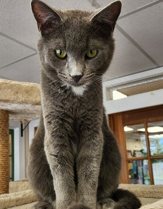 Feeling judged right now  😹😹#mewowcatcafe #funnycats #doylestownkitties #catcafe #catadoption