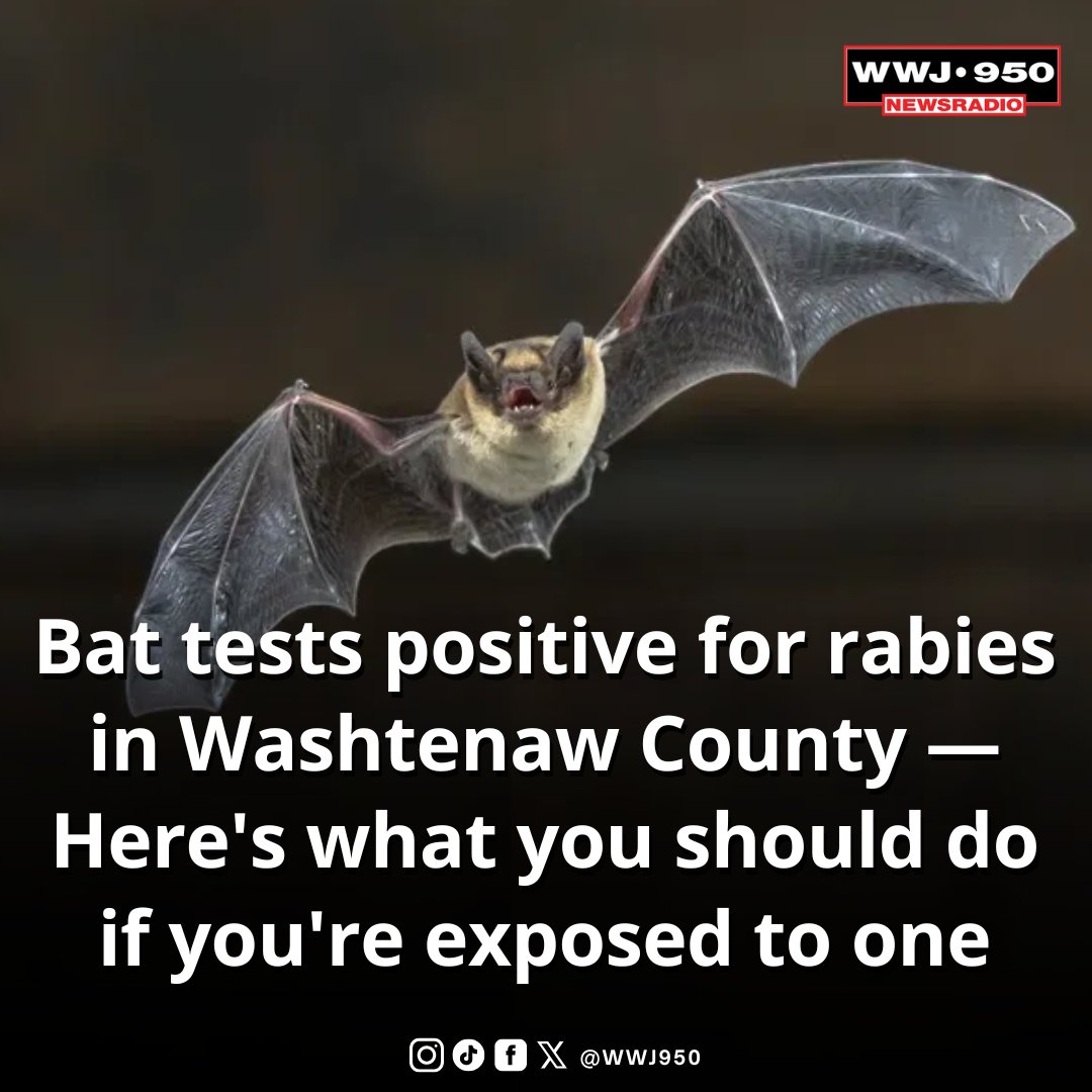 Health officials in Washtenaw County have confirmed a case of rabies in a bat, the sixth confirmed case in Michigan in 2024 and the first in the county in two years. More here: bit.ly/3QtSXj7 📸 Getty Images