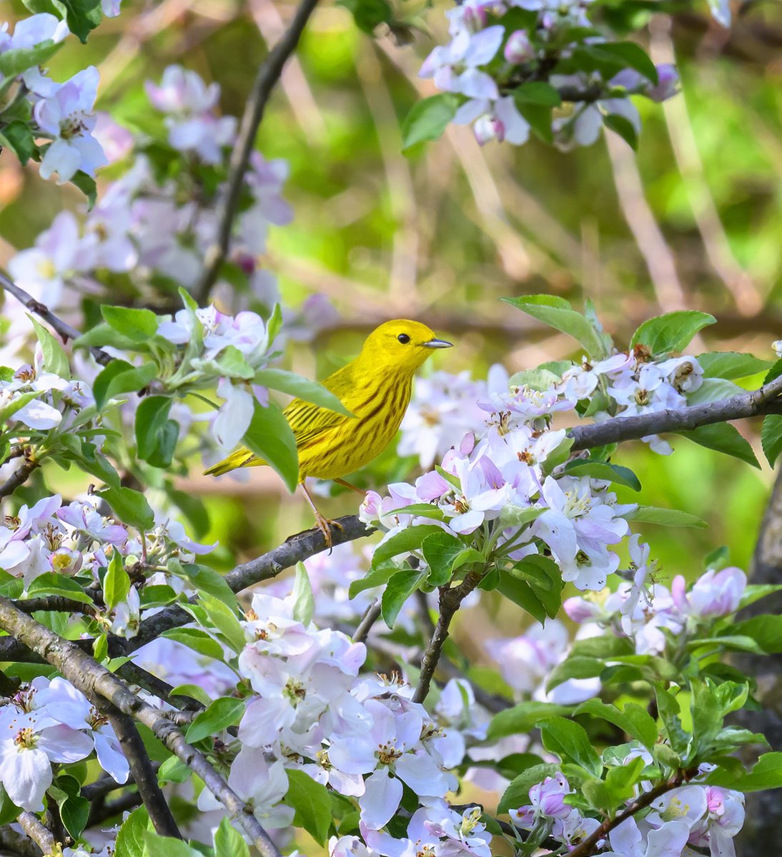 A Yellow Warbler that was bopping around one of the backyard apple trees.