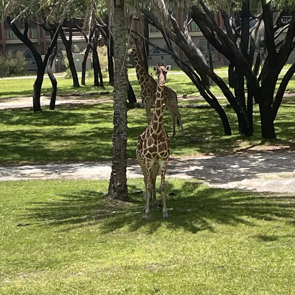 Being stared at by a giraffe is surprisingly uncomfortable