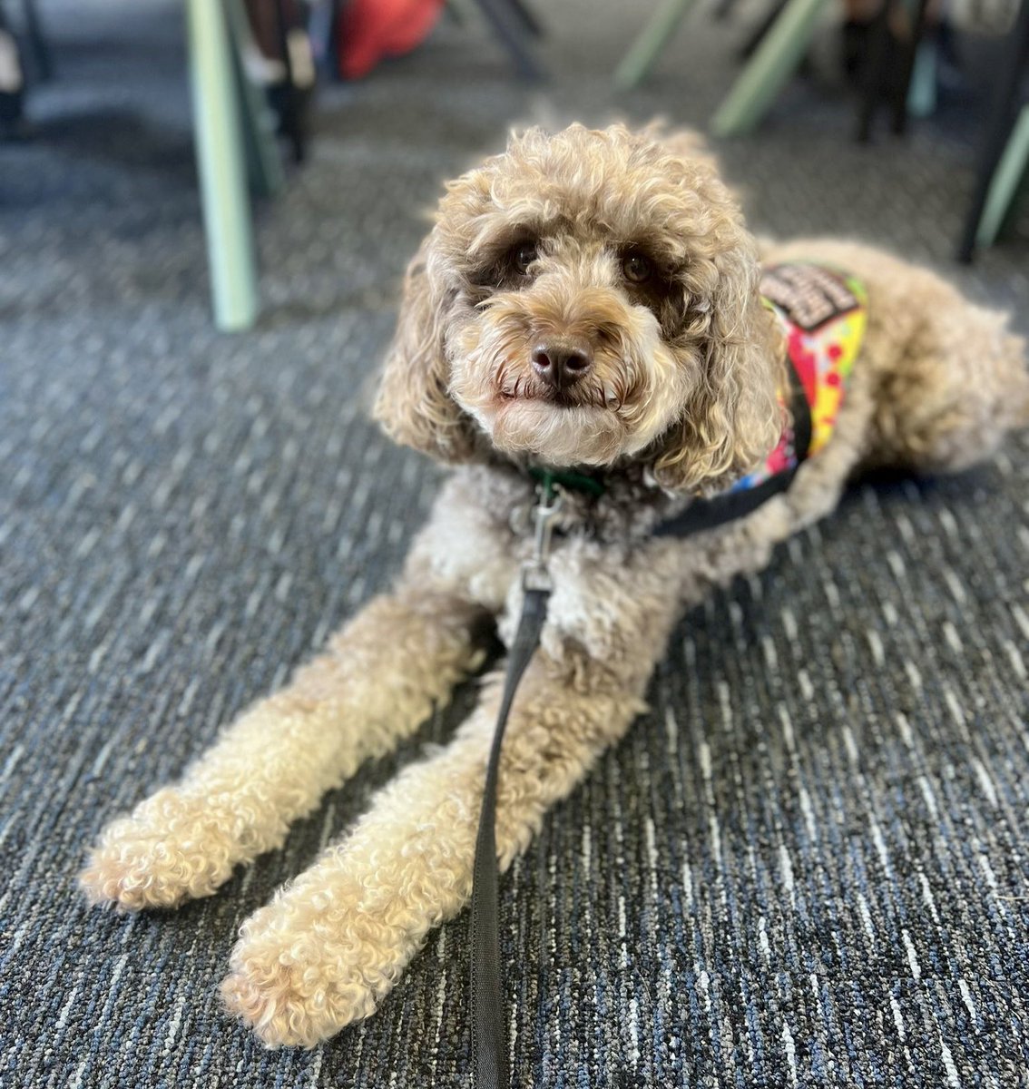 Mowgli’s smile says that he is so happy to be back at school and helping his friends learn. #Mowgli #schooldog #dogsofeducation #lovewhatwedo #Smile #dog #cute