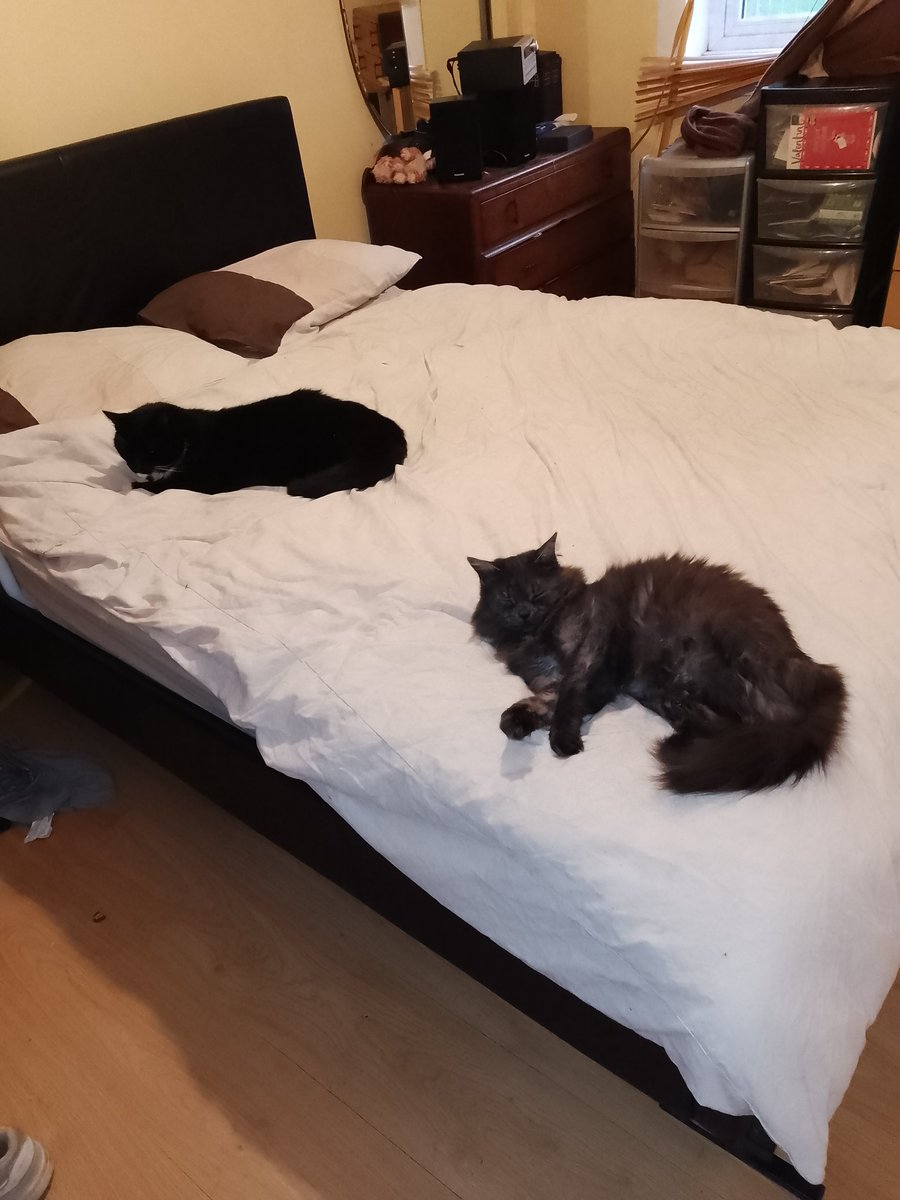 Takeover bid of the bed 
#catdad