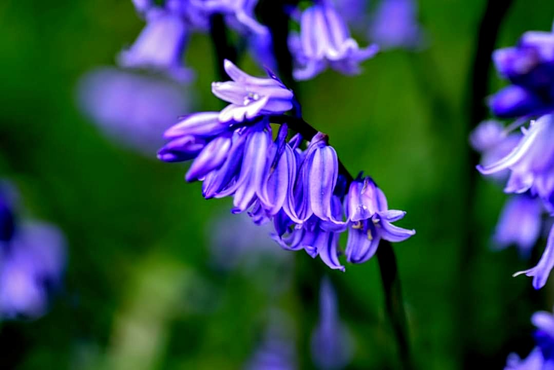 Blue bells I rather like the old English folk law name of cuckoo boots sounds more like a fairytale #derbyshire #wildflowers#nature