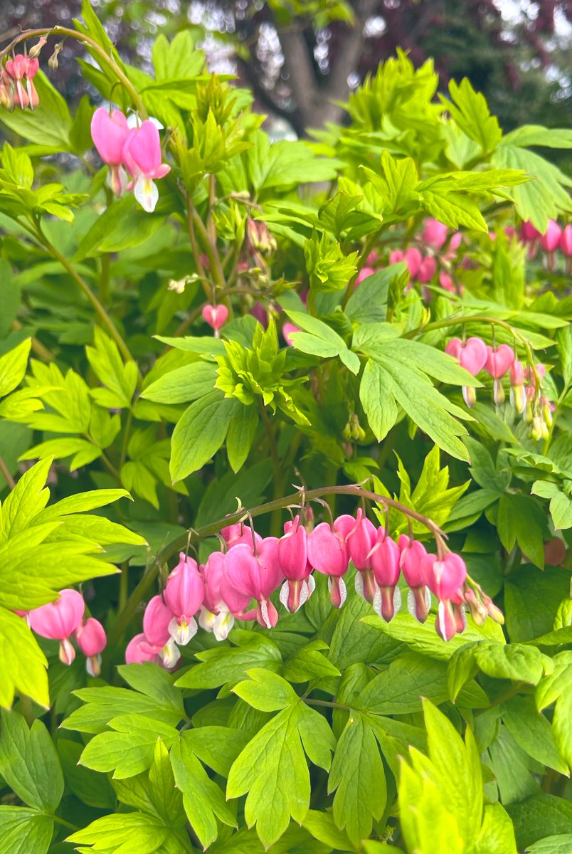 Spring flowers