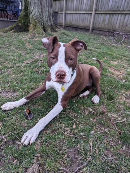 Thackery has been doing a good job picking up on the household routine. He doesn't love his crate but will go in and settles down quickly when it's time for bed or to work. He's He is just around 40 lbs and is estimated to be 9 months old.

Visit tinyurl.com/meetacitydog