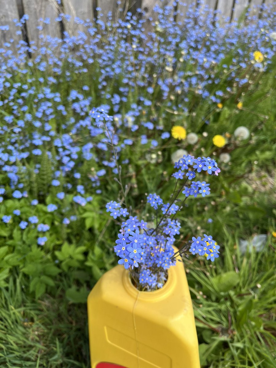 Wood Forget-me-not tackling the challenges of urban living! Originally a woodland plant, it is now more commonly found as a garden escape.