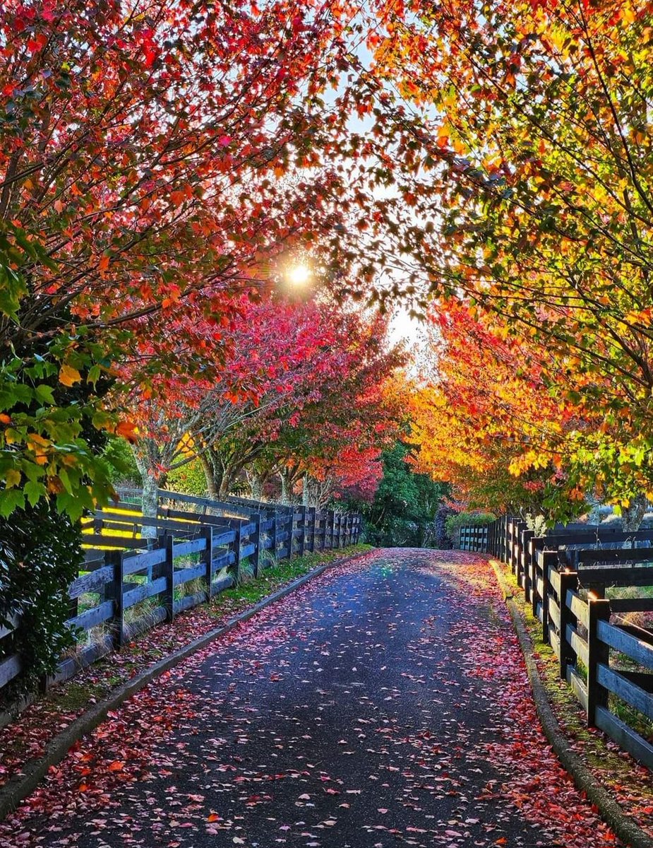 Beautiful autumn colours New Zealand 🌿💙🌿💙🌿💙🌿💙🌿💙🌿💙🌿💙🌿💙🌿💙🌿💙🌿