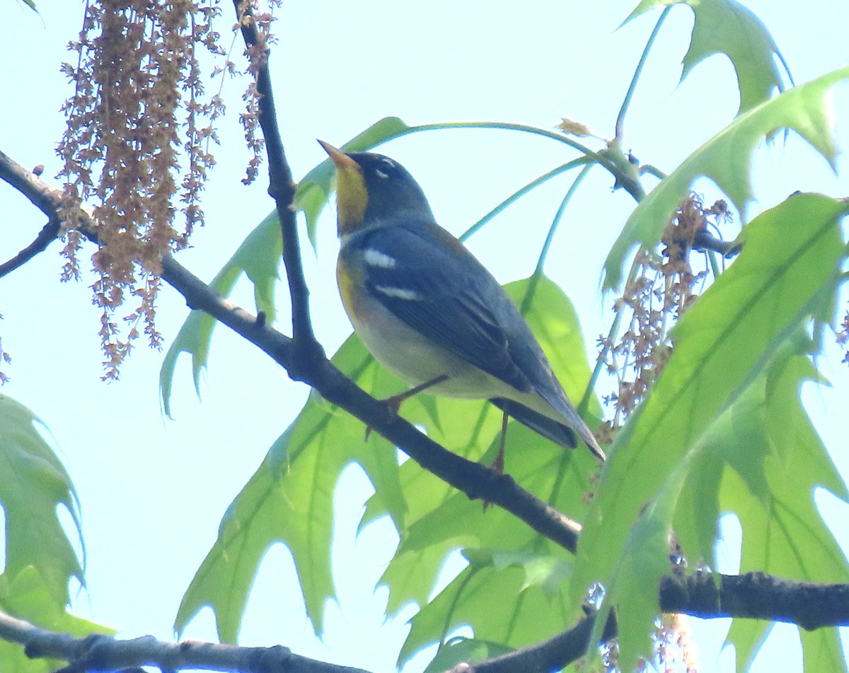 The northern parula was near The Cloisters (Fort Tryon Park). @BirdCentralPark #birdcpp