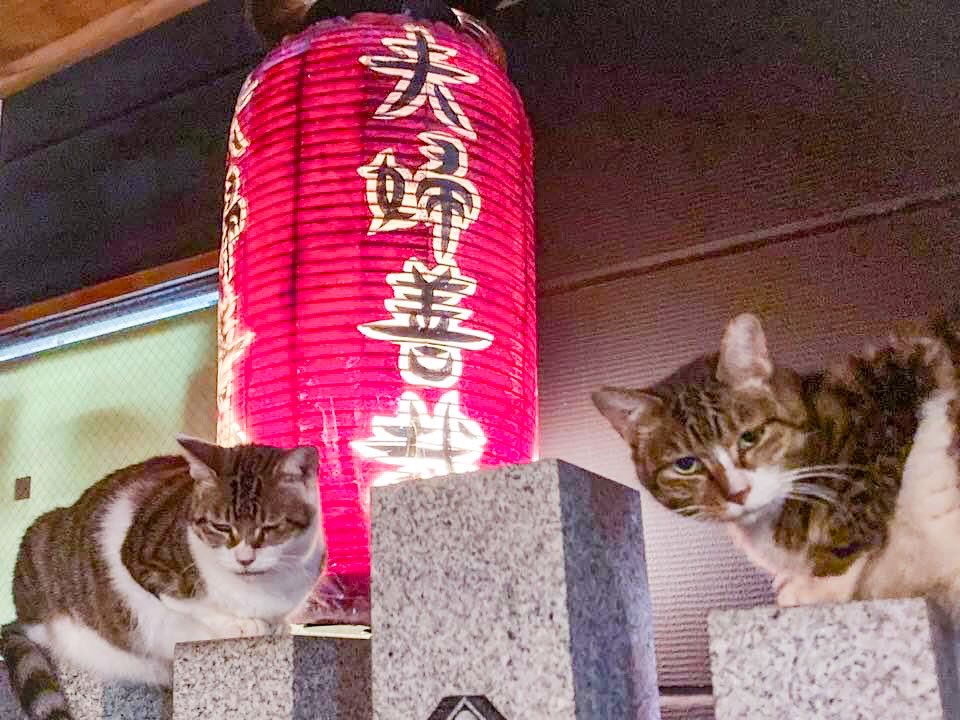#streetcat
#osaka #japan
#蔵出し 
#猫　#ネコ　#ねこ　
#桜耳
#ミナミ #大阪
#nocat #nolife