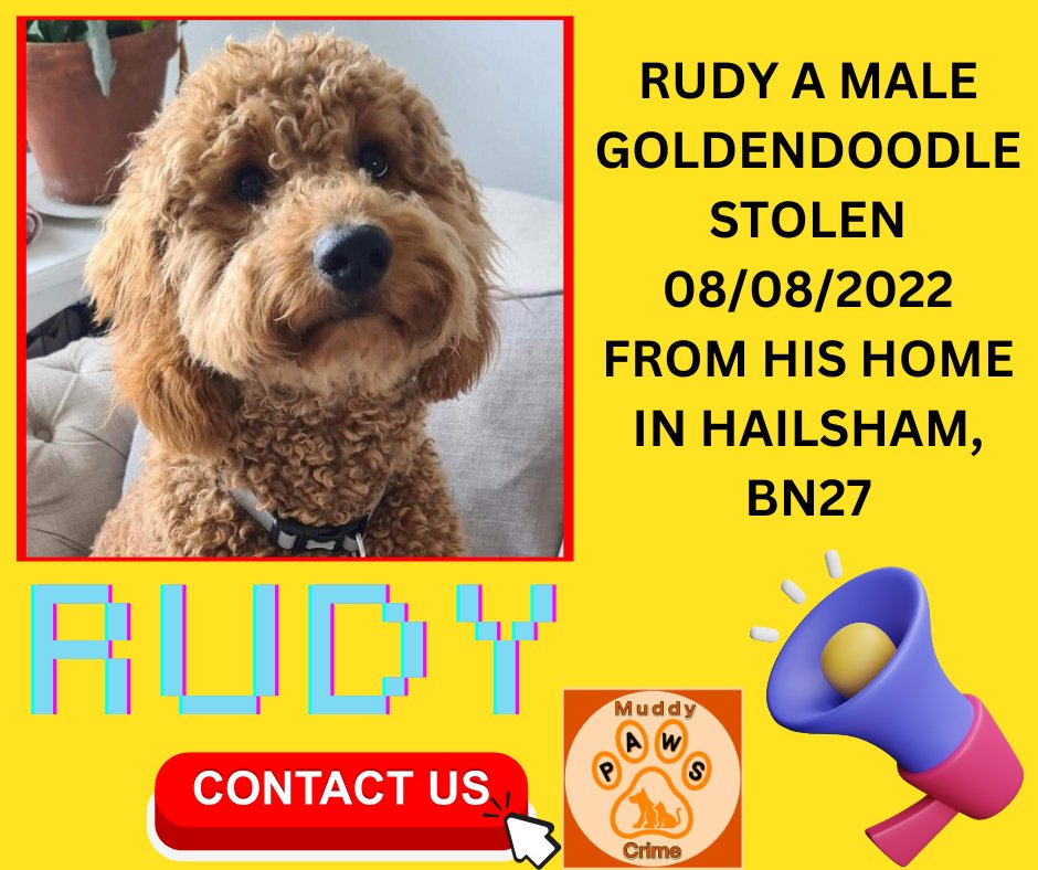 Many people will be out & about over the bank holiday weekend . Please keep an eye out for Rudy . SOMEBODY KNOWS WHERE HE IS !! Rudy was stolen from his family on the 8th August 2022 .If you have any information pls contact MUDDYPAWSCRIME ON FACEBOOK