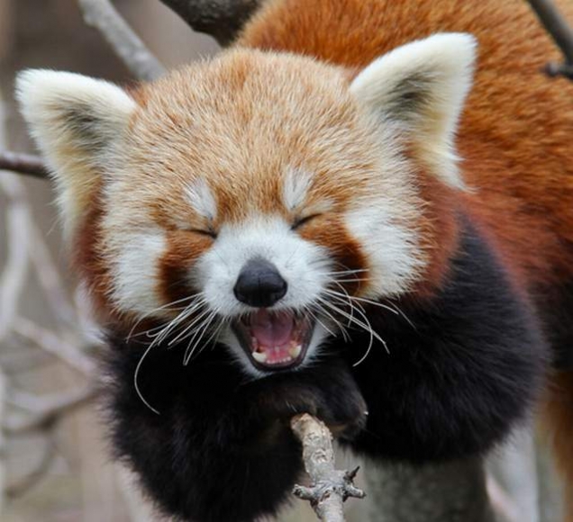 Red Panda Every Hour! (@RedPandaEveryHr) on Twitter photo 2024-05-01 21:58:31